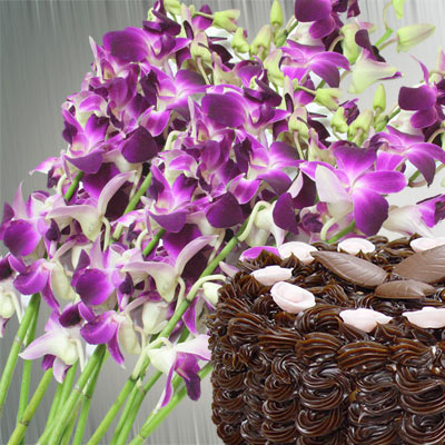 Mini Phalaenopsis Orchids - 15 Pack | Wholesale Plants – Westerlay